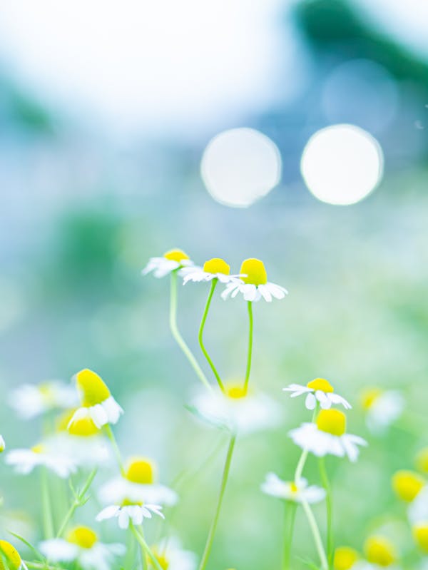 花瓶に生けられた花の写真
